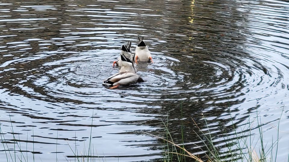 Three ducks feeding in a pond, one with just its head underwater and two fully inverted with their butts in the air