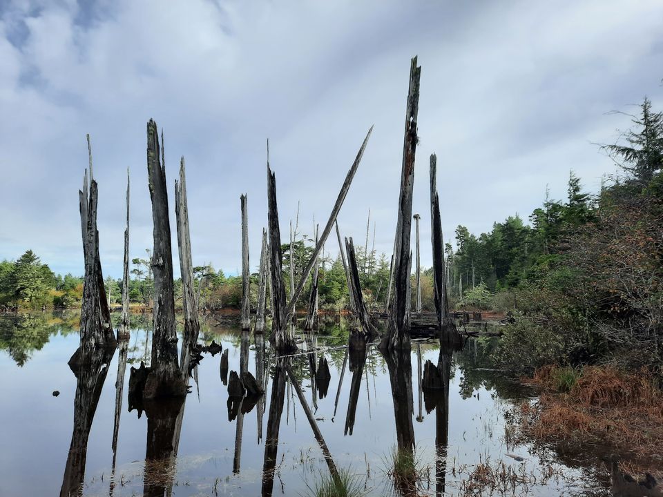 A stand of fire-burned dead trees in a swampy lake